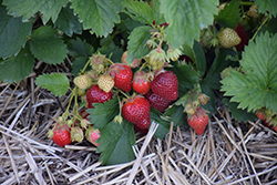 St-Laurent d'Orleans Strawberry (Fragaria 'St-Laurent d'Orleans') at Lakeshore Garden Centres