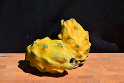 Yellow Dragon Fruit (Hylocereus megalanthus) at Lakeshore Garden Centres