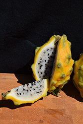 Yellow Dragon Fruit (Hylocereus megalanthus) at Lakeshore Garden Centres