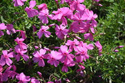 Spring Light Pink Moss Phlox (Phlox subulata 'Spring Light Pink') at Lakeshore Garden Centres