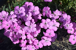 Rupert's Pink Clusterhead Pinks (Dianthus carthusianorum 'Rupert's Pink') at Lakeshore Garden Centres