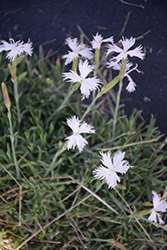 Little Maiden Pinks (Dianthus arenarius 'Little Maiden') at Lakeshore Garden Centres