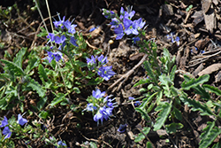 Christy Speedwell (Veronica 'Christy') at Lakeshore Garden Centres