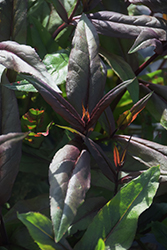 Mystica Beard Tongue (Penstemon digitalis 'Mystica') at Lakeshore Garden Centres