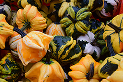 Daisy Gourd (Cucurbita pepo 'Daisy') at Lakeshore Garden Centres