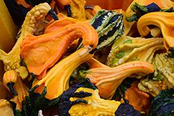Autumn Wings Gourd (Cucurbita pepo 'Autumn Wings') at Lakeshore Garden Centres