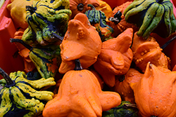 Gremlins Gourd (Cucurbita pepo 'Gremlin') at Lakeshore Garden Centres