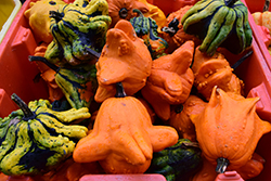 Gizmo Gourd (Cucurbita pepo 'Gizmo') at Lakeshore Garden Centres