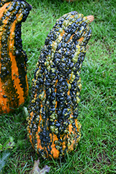 Lunch Lady Gourd (Cucurbita pepo 'Lunch Lady') at Lakeshore Garden Centres