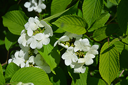 Lanarth Doublefile Viburnum (Viburnum plicatum 'Lanarth') at Lakeshore Garden Centres