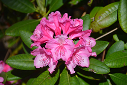 Haaga Rhododendron (Rhododendron 'Haaga') at The Mustard Seed