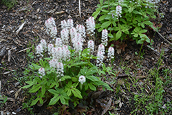 Skeleton Key Foamflower (Tiarella 'Skeleton Key') at Lakeshore Garden Centres