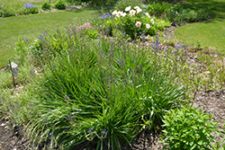 Blue Danube Camassia (Camassia leichtlinii 'Blue Danube') at Lakeshore Garden Centres