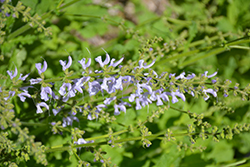 Ballet Sky Dance Sage (Salvia pratensis 'Sky Dance') at Lakeshore Garden Centres