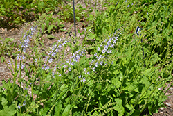 Ballet Sky Dance Sage (Salvia pratensis 'Sky Dance') at Lakeshore Garden Centres