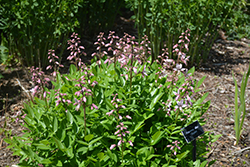 White Gas Plant (Dictamnus albus) at Green Thumb Garden Centre
