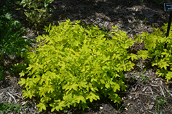 Golden Queen Of The Meadow (Filipendula ulmaria 'Aurea') at Green Thumb Garden Centre