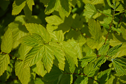 Golden Queen Of The Meadow (Filipendula ulmaria 'Aurea') at Green Thumb Garden Centre
