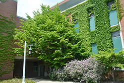 Persian Parrotia (multi stem) (Parrotia persica (multi stem)) at Lakeshore Garden Centres