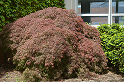 Red Select Japanese Maple (Acer palmatum 'Red Select') at Lakeshore Garden Centres