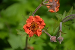 Rustico Orange Avens (Geum 'TNGEURO') at Lakeshore Garden Centres