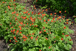 Rustico Orange Avens (Geum 'TNGEURO') at Lakeshore Garden Centres