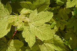 Tricolor Sycamore Maple (Acer pseudoplatanus 'Leopoldii') at Lakeshore Garden Centres