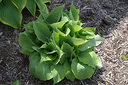 Dragon Eye Hosta (Hosta 'Dragon Eye') at Lakeshore Garden Centres