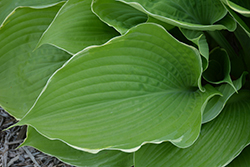 Parhelion Hosta (Hosta 'Parhelion') at Lakeshore Garden Centres
