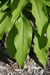 Jade Cascade Hosta (Hosta 'Jade Cascade') at Lakeshore Garden Centres