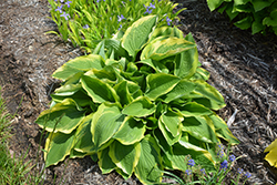 Showboat Hosta (Hosta 'Showboat') at Lakeshore Garden Centres