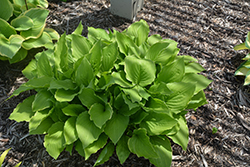 Savannah Hosta (Hosta 'Savannah') at Lakeshore Garden Centres