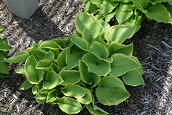 Fragrant Dream Hosta (Hosta 'Fragrant Dream') at Lakeshore Garden Centres