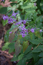 Shadow Dancer Barrenwort (Epimedium sempervirens 'Shadow Dancer') at Lakeshore Garden Centres
