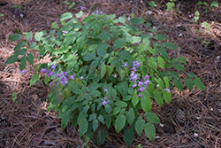 Shadow Dancer Barrenwort (Epimedium sempervirens 'Shadow Dancer') at Lakeshore Garden Centres