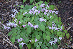 Queen Esta Bishop's Hat (Epimedium grandiflorum 'Queen Esta') at Lakeshore Garden Centres