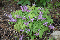 Purple Pixie Bishop's Hat (Epimedium grandiflorum 'Purple Pixie') at Lakeshore Garden Centres
