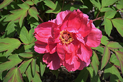 Houki Tree Peony (Paeonia suffruticosa 'Houki') at Lakeshore Garden Centres