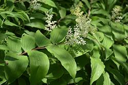 False Solomon's Seal (Maianthemum racemosum) at Lakeshore Garden Centres