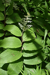 False Solomon's Seal (Maianthemum racemosum) at Lakeshore Garden Centres