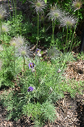 Pasqueflower (Pulsatilla vulgaris) at A Very Successful Garden Center