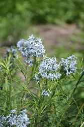 Narrow-Leaf Blue Star (Amsonia hubrichtii) at Peter Knippel Garden Centre