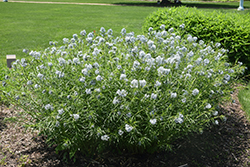 Halfway To Arkansas Blue Star (Amsonia ciliata 'Halfway To Arkansas') at Lakeshore Garden Centres