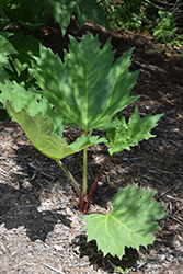 Sweet Butterbur (Petasites palmatus) at Lakeshore Garden Centres