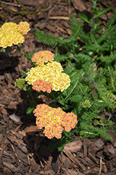 Salmon Beauty Yarrow (Achillea millefolium 'Salmon Beauty') at Lakeshore Garden Centres
