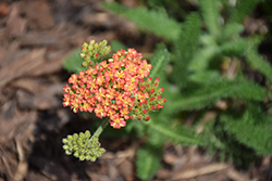 Salmon Beauty Yarrow (Achillea millefolium 'Salmon Beauty') at Lakeshore Garden Centres