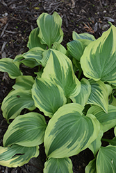 Lakeside Kaleidoscope Hosta (Hosta 'Lakeside Kaleidoscope') at Lakeshore Garden Centres