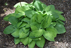 Tokudama Hosta (Hosta 'Tokudama') at Lakeshore Garden Centres