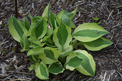 Hanky Panky Hosta (Hosta 'Hanky Panky') at Lakeshore Garden Centres