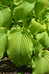 Lullabye Hosta (Hosta 'Lullabye') at Lakeshore Garden Centres